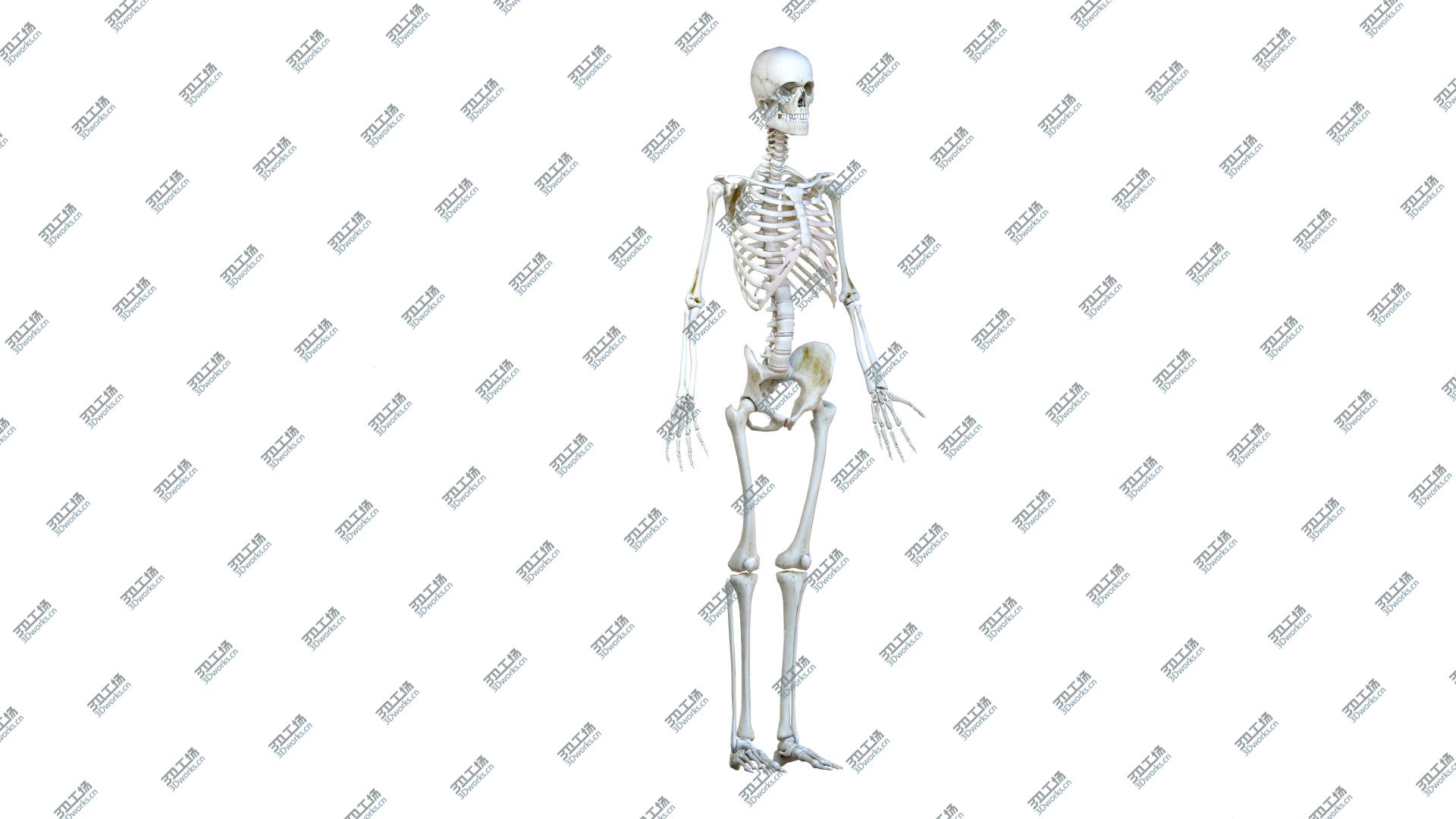 images/goods_img/20210313/Female Body, Skeleton and Muscles (Low Poly) 3D model/3.jpg